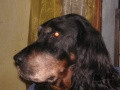Pedigree MIEL DE CINQ A SEPT Pedigree MIEL DE CINQ A SEPT